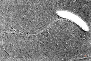 oral saprophytic bacterial flora oral saprophytic bacterial flora